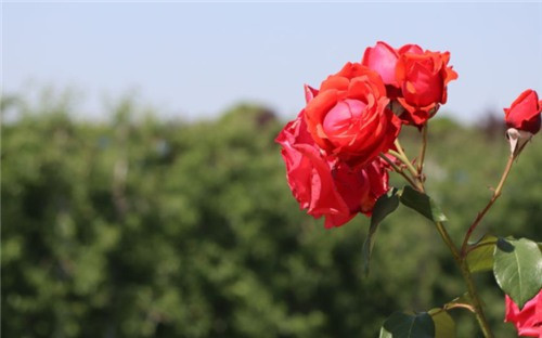 西安墓地大概多少錢-西安墓地行情如何？