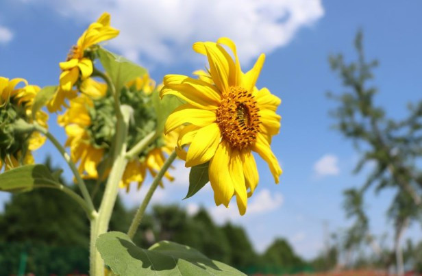 西安墓園好賣嗎-西安墓園銷售情況分析