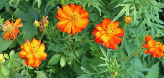 西安陵園現在開放了嗎-西安陵園開放情況