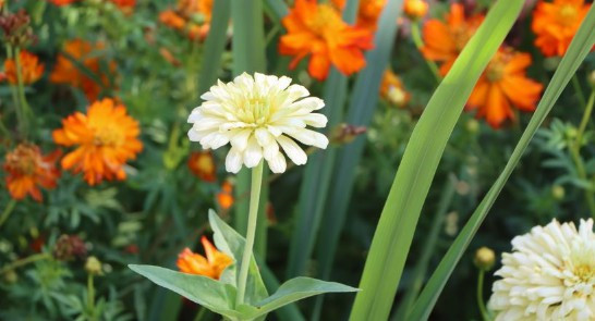 西安公墓的使用年限是多少年