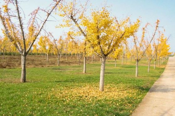 西安公墓一般在哪里購買-購墓流程