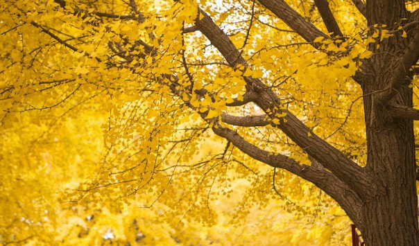 西安霸陵墓園價格走勢沁香園-公墓價格一覽表