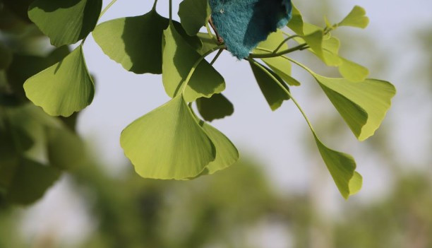 西安白鹿原公墓辦事處電話、地址