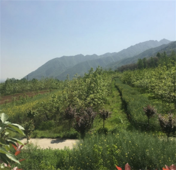 西安九龍山陵園墓地圖片